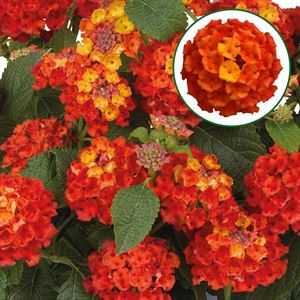 Bild von Lantana P12 Orange flame